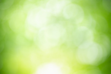 Abstract blurred out of focus and blurred green leaf background under sunlight with bokeh and copy space using as background natural plants landscape, ecology wallpaper concept.