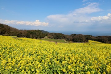 Obraz premium あわじ花さじき