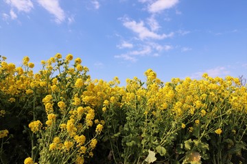 あわじ花さじき