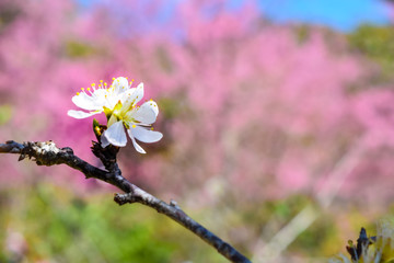 pink flowers in spring