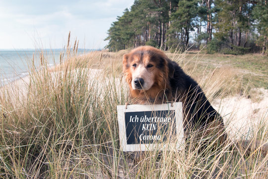 Hund mit Text Ich &uuml;bertrage kein Corona