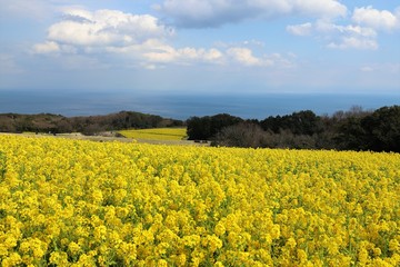 Obraz premium あわじ花さじき