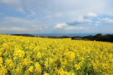 Obraz premium あわじ花さじき