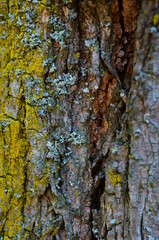 Tree bark close-up. Textures and backgrounds. Yellow lichen on a tree.