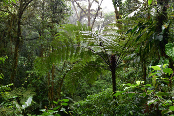 Forêt de nuage à Monteverde