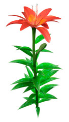 3D Rendering Orange Sensation Asiatic Lily on White