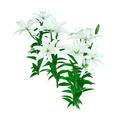 3D Rendering Bright Diamond Asiatic Lily on White