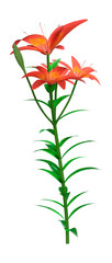 3D Rendering Orange Sensation Asiatic Lily on White