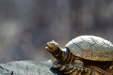 turtle on white background