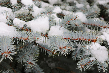 Naklejka na ściany i meble Christmas tree branches under melting snow in spring