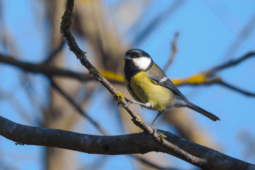 Cinciallegra (Parus major),ritratto femmina su ramo