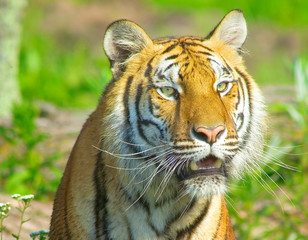 Tiger portrait,digital painting