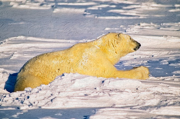 Naklejka premium polar bear,photo art