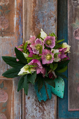 Fototapeta na wymiar Colorful helleborus flower bouquet in a wooden box