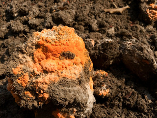closeup fungus or orange mold grows on a black fertilizer mound, generating humus through the fermentation process. Phase of cell division and spore distribution
