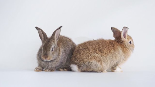 Two lovely brown rabbit isolated on white background. Lovely young rabbit sitting.	