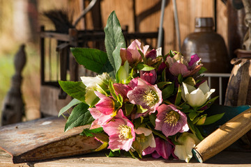 Colorful helleborus flower bouquet on a garden table