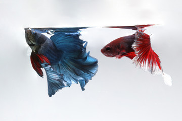 two betta fighting motion isolated on white background