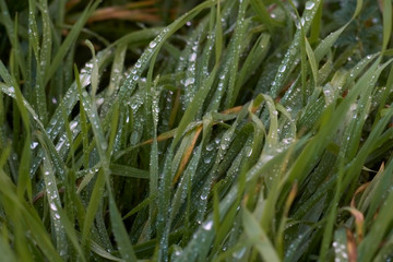 Morning dew drops on wet grass on farmland in winter.