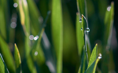 Morning dew drops glistening on fresh green grass tips on an early winter morning.
