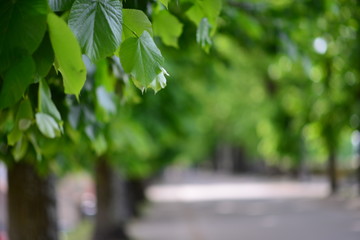 Mura di Lucca medievali, alberi e foglie verdi su strada