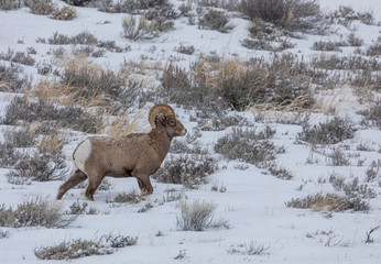 Bighorn Sheep Ram in Winter in Wyoming