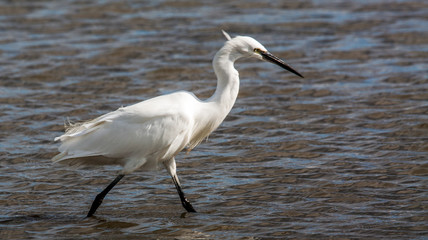 Little Egret, walking