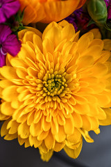 Macro shot of Pot marigold flower