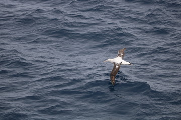 Albatross soaring over ocean