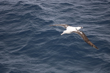 Fototapeta na wymiar Albatross soaring over ocean