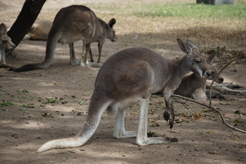 Naklejka na ściany i meble Kangaroo at Lone Pine Koala Sanctuary