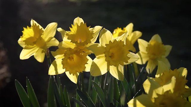 Yellow Translucent Daffodil Flowers Swaying in the Wind