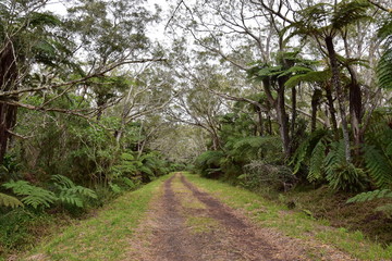 Fototapeta premium L'allée cavalière dans la forêt de Bélouve sur l'île de la Réunion