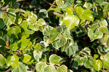 leaves in the garden