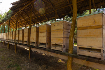 Beehives in a row in the apiary. Three same bee houses in a row. 
