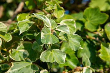 Fototapeta na wymiar close up of leaves