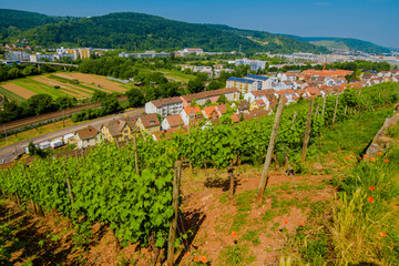 Fototapeta na wymiar Vineyard on hill and old city with red roofs in the valley. Landscape top view.