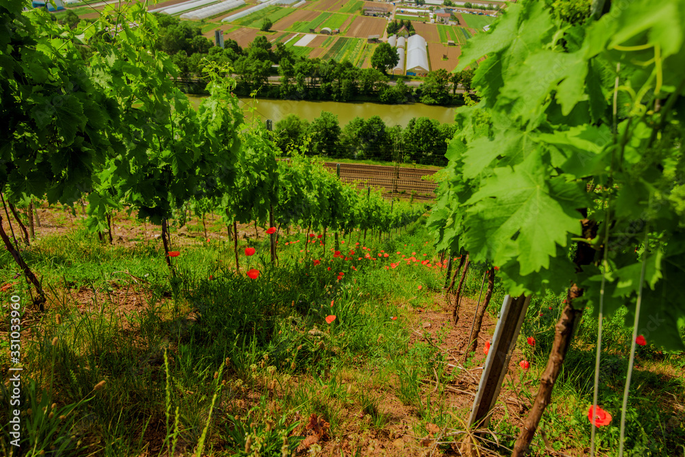 Wall mural vineyard on hill and farmer fields in the valley. close up bush top view.