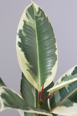 New sprout and one big leaf of variegated Ficus shrub houseplant indoor on the grey background
