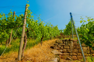 Fototapeta na wymiar Landscape of vineyard on hill with rows of grapes bushes in sunny day. From down to up view.