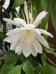 Cestrum Nocturnum - night flower