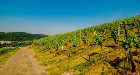 Obraz premium Landscape of vineyard on hill with grapes bushes and town in valley. Sunny day
