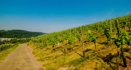 Fototapeta na wymiar Landscape of vineyard on hill with grapes bushes and town in valley. Sunny day