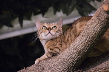 Naklejka na ściany i meble Primo piano del gatto del Bengala sul ramo di albero