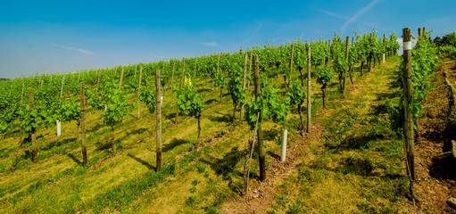 Fototapeta na wymiar Landscape of vineyard on hill with rows of grapes bushes in sunny day