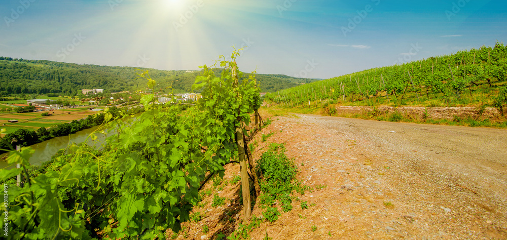 Sticker Landscape of vineyard on hill with grapes bushes and town in valley. Sunny day