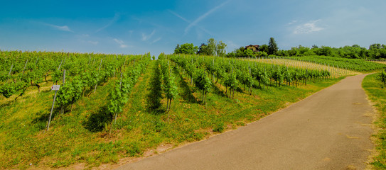 Landscape of vineyard on hill with grapes bushes and house of farm on top. sunny day