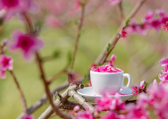 Cup of coffee with spring flower petals in the spring garden