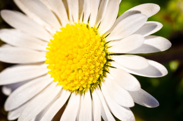 A white daisy in spring, detail, macrophotography