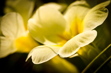 Light yellow beautiful blossoms of primroses in spring, closeup in backlight